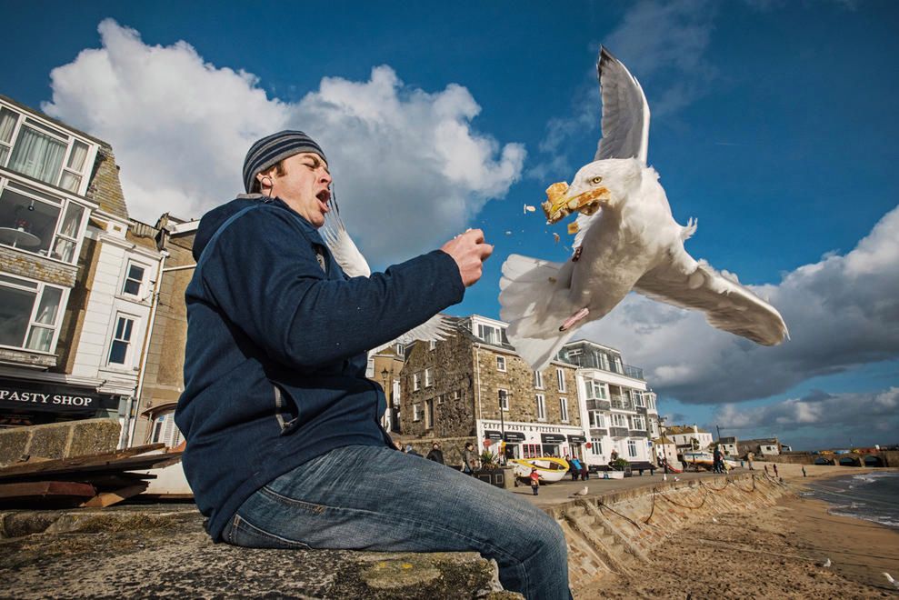 Poznaj zwycięskie zdjęcia wyłonione w konkursie Bird Photographer of The Year 2016 6
