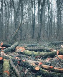 Nadleśnictwo Białowieża: w planie mniej cięć niż pierwotnie planowano