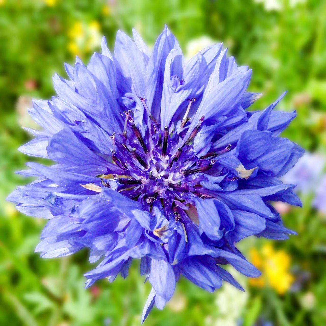 Bławatek – właściwości lecznicze i zastosowanie