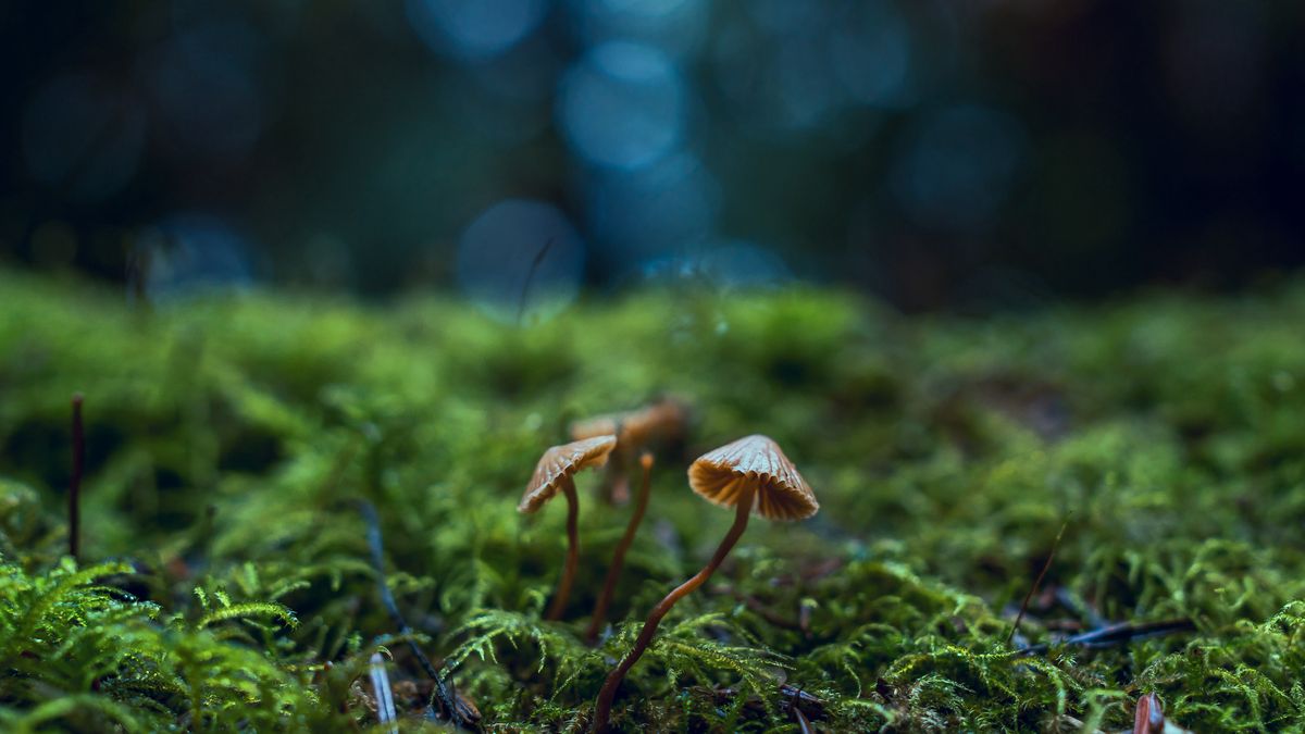 Grzyby oczyszczają ekosystem.