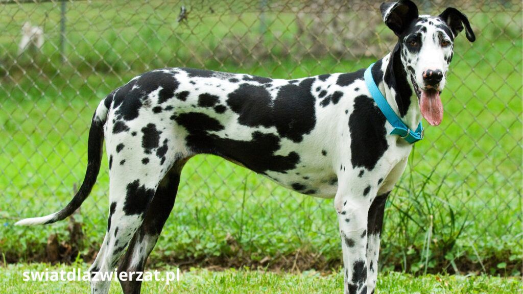 Dog niemiecki szczeniak