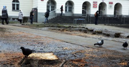 Wycinka drzew. Ministerstwo środowiska: robi się z tego problem polityczny