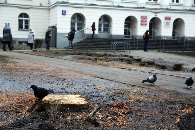 Wycinka drzew. Ministerstwo środowiska: robi się z tego problem polityczny