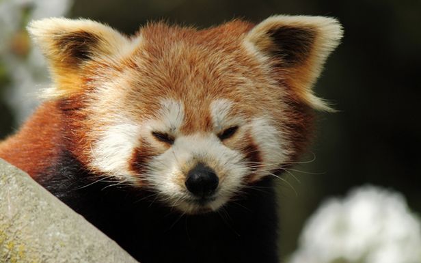 Zauważyliście, że jest już Firefox 9? 1