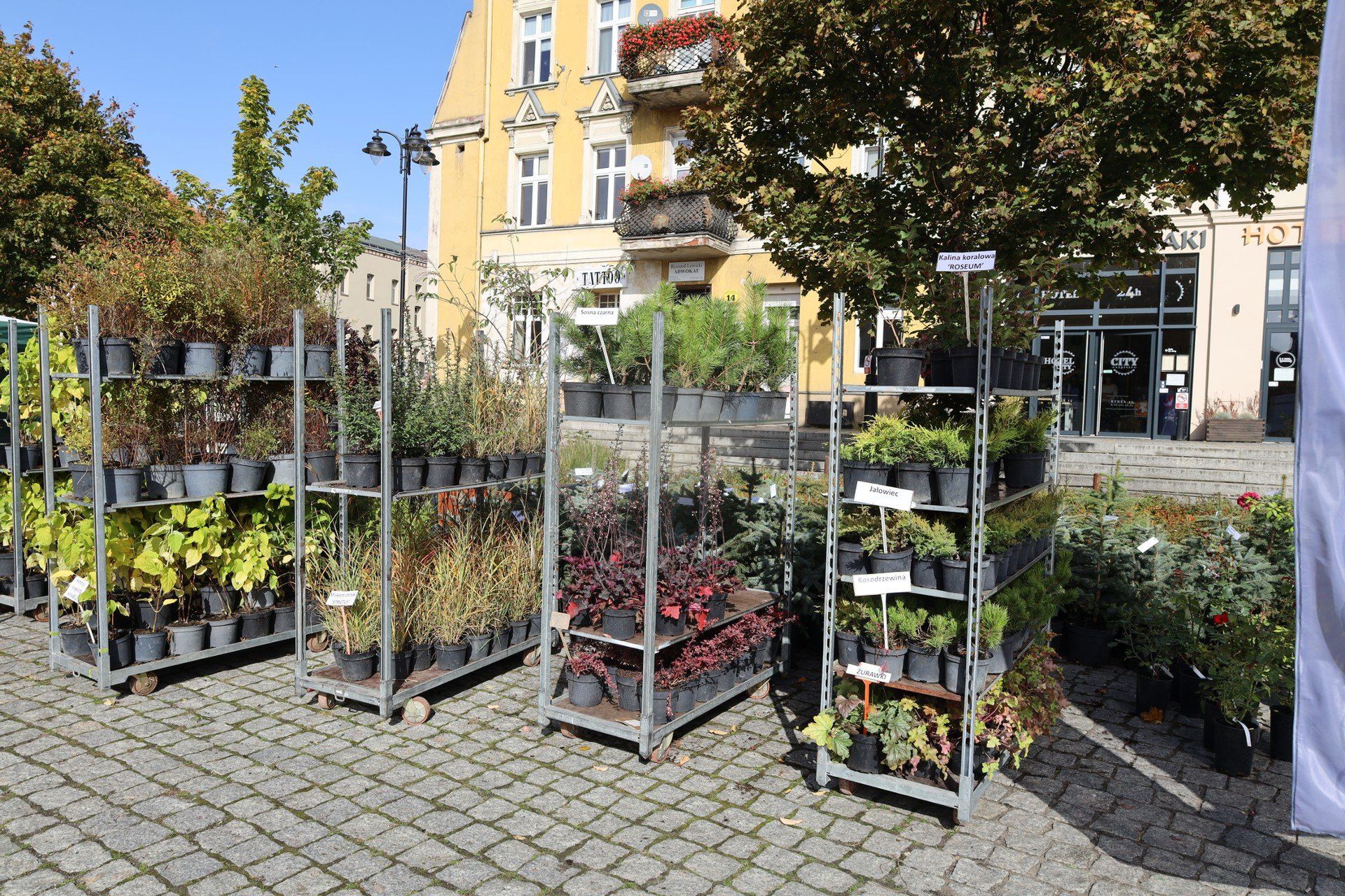 &#34;Rośliny dla klimatu&#34; na gnieźnieńskim Rynku. Mieszkańcy wymieniali makulaturę na sadzonki
