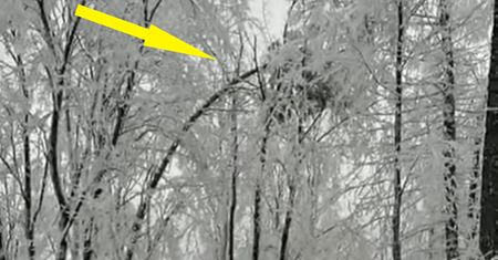 Apel leśników. Pokazali nagranie ku przestrodze