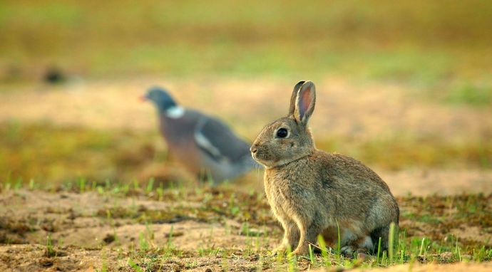 Podglądacze przyrody