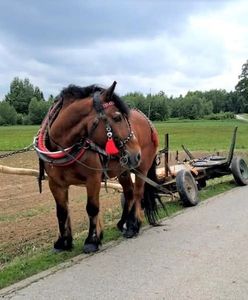 Miał ponad trzy promile alkoholu. Woźnica ledwo prowadził wóz z koniem