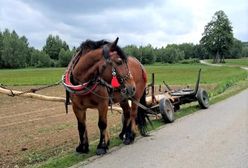 Miał ponad trzy promile alkoholu. Woźnica ledwo prowadził wóz z koniem