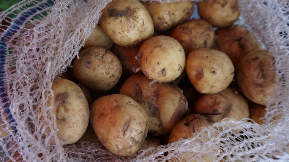Aktualna cena ziemniaków na giełdzie