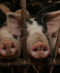 Horror w gospodarstwie. Nie żyje blisko tysiąc świń