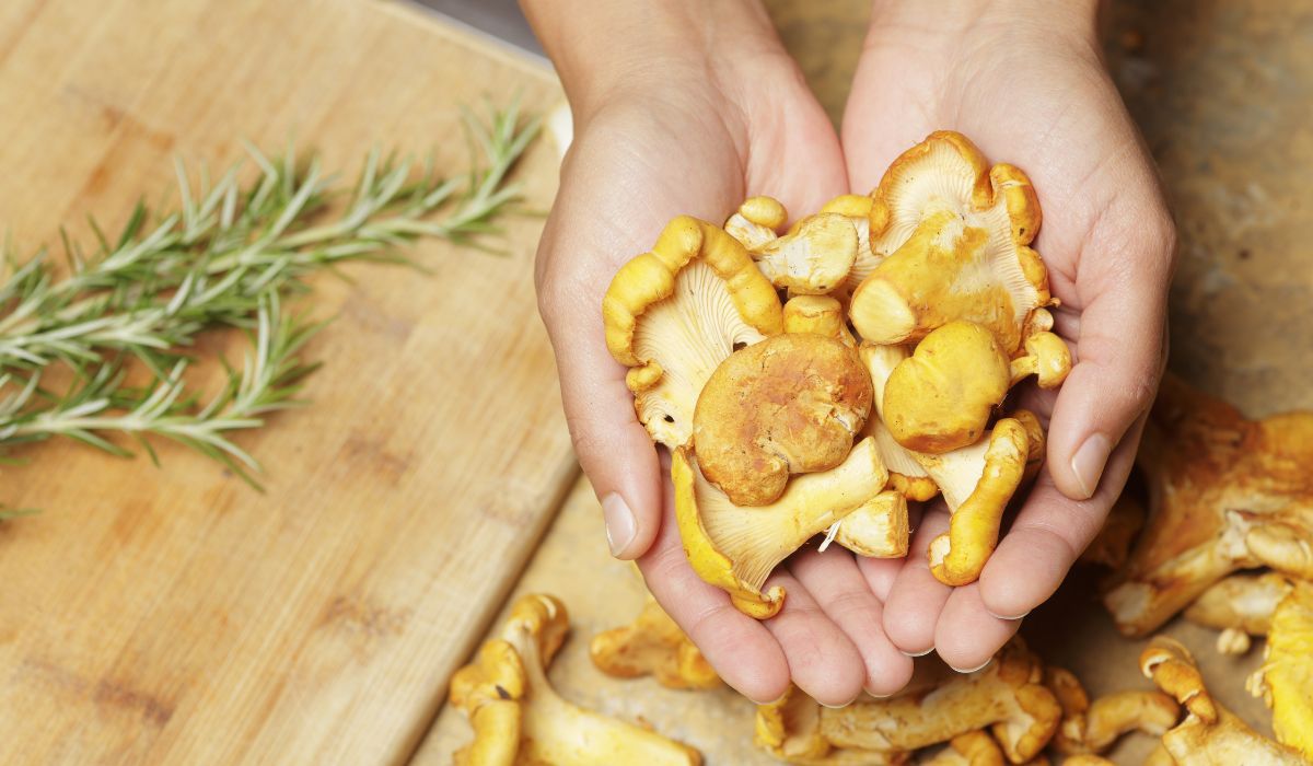 Remember to collect or buy fresh chanterelles - Delicacies; Photo Canva.com