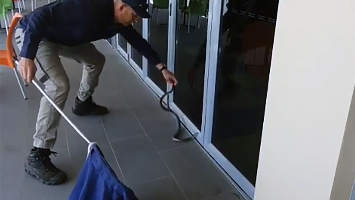 Śmiercionośny wąż zaczaił się na dzieci na terenie szkoły 