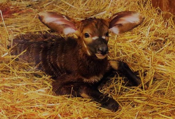 W warszawskim zoo urodziła się antylopa bongo. Jej rodzice pochodzą ze Szwecji