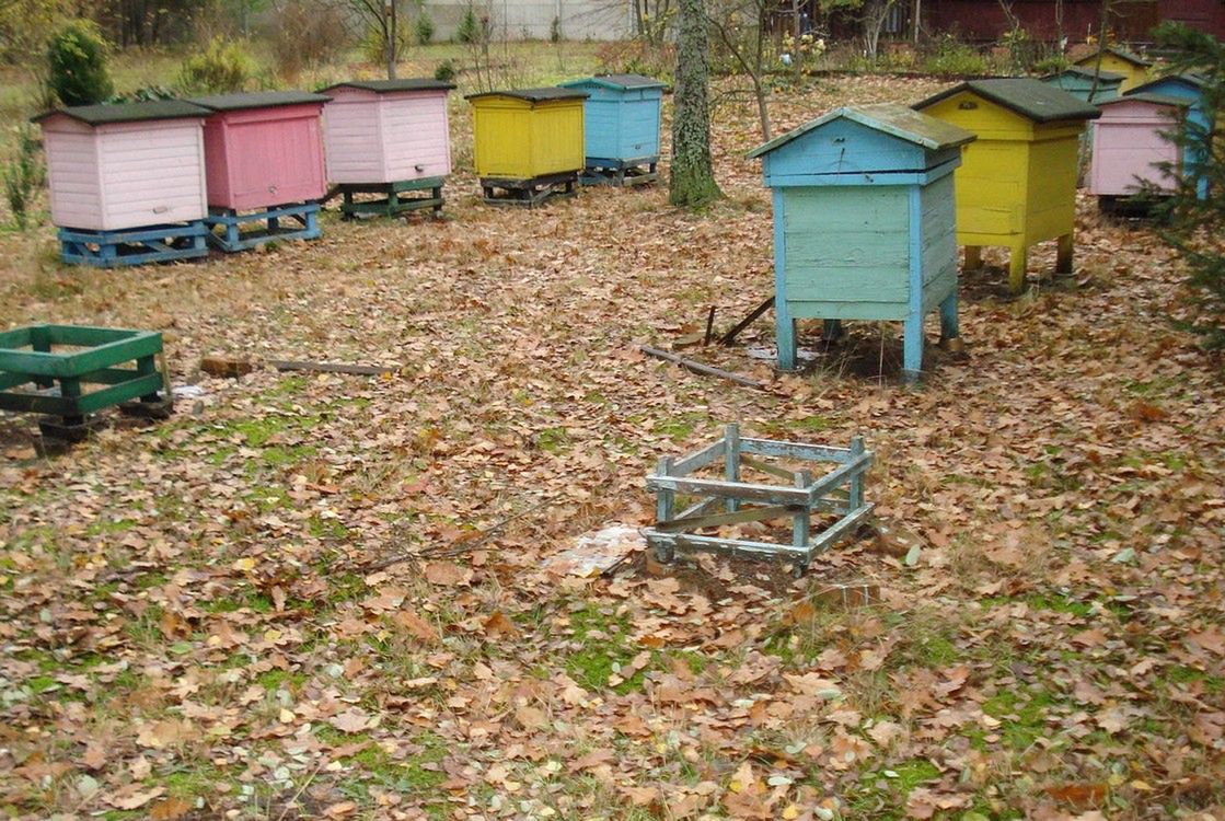 Ukradli ule razem z pszczołami. Policja prosi o pomoc
