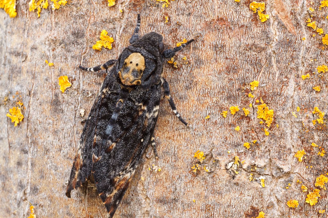 Nocny motyl o sporych rozmiarach. Rekordzista w owadzim świecie