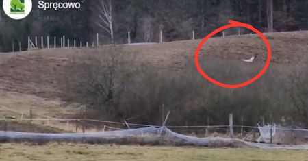 Niespodziewany gość na Warmii. Bocian przyleciał 1 lutego. "Pierwsze oznaki wiosny"