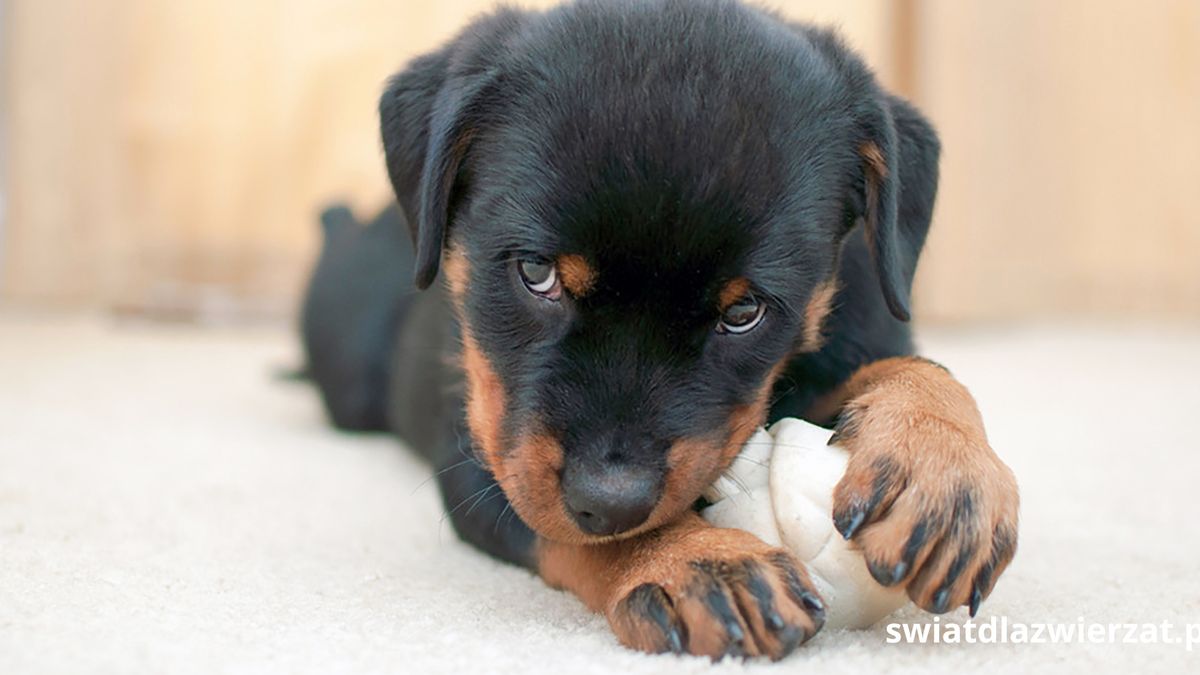 Czy rottweiler nadaje się do bloku?