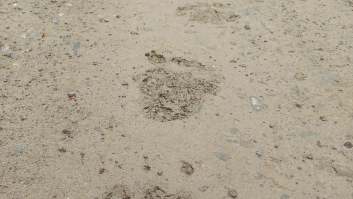 Nadleśnictwo Baligród ostrzega: rozpoczął się okres godowy niedźwiedzi!