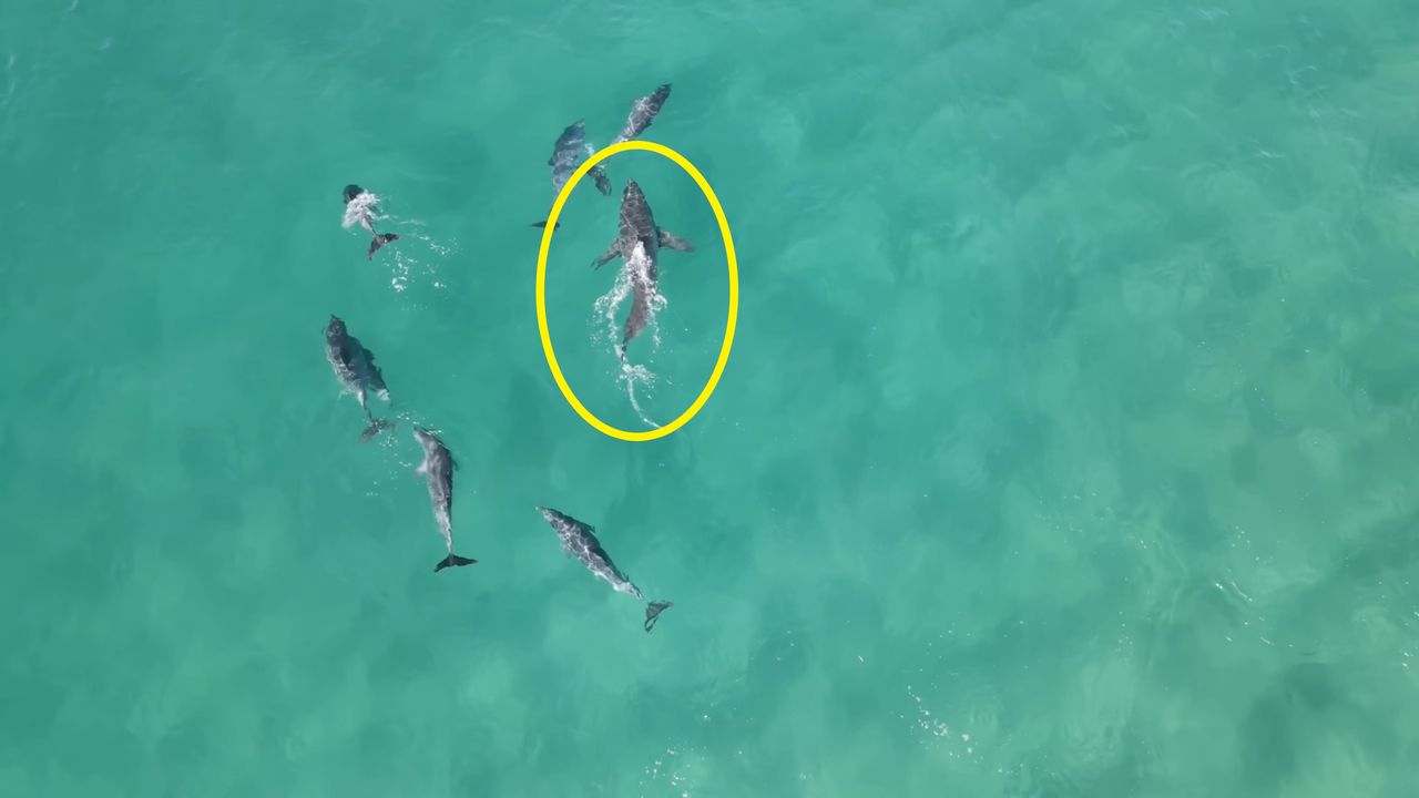 Delfiny całą grupą odgoniły żarłacza białego.