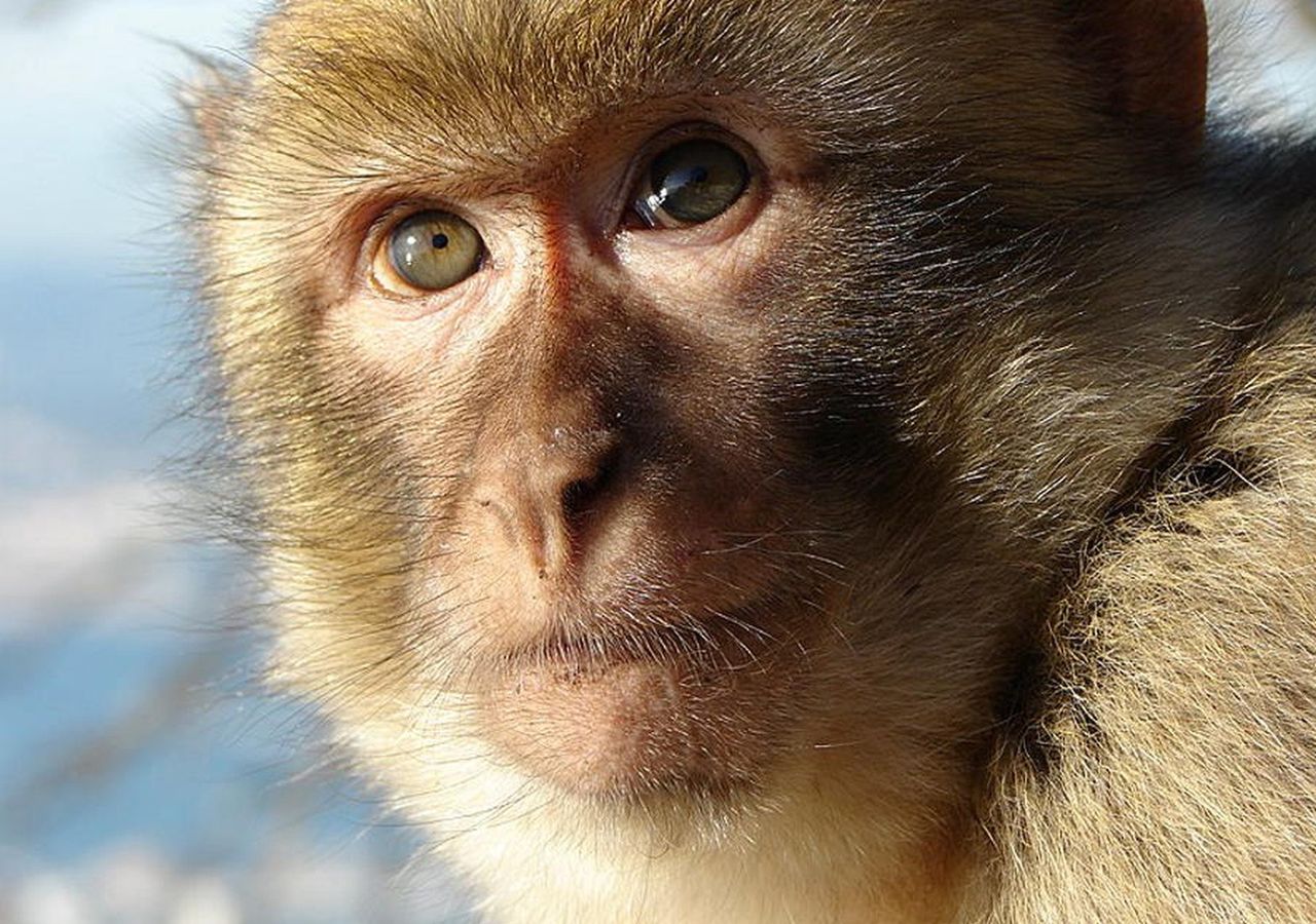 Chińscy naukowcy połączyli mózg małpy z komputerem