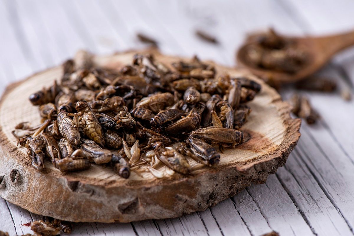 Od dawna jemy produkty z robakami w składzie. Fot. Getty Images