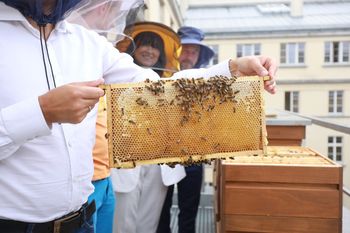 Poznań: Dziś swoje święto obchodzą pszczoły. Sprawdź ciekawe atrakcje!