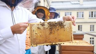 Poznań: Dziś swoje święto obchodzą pszczoły. Sprawdź ciekawe atrakcje!