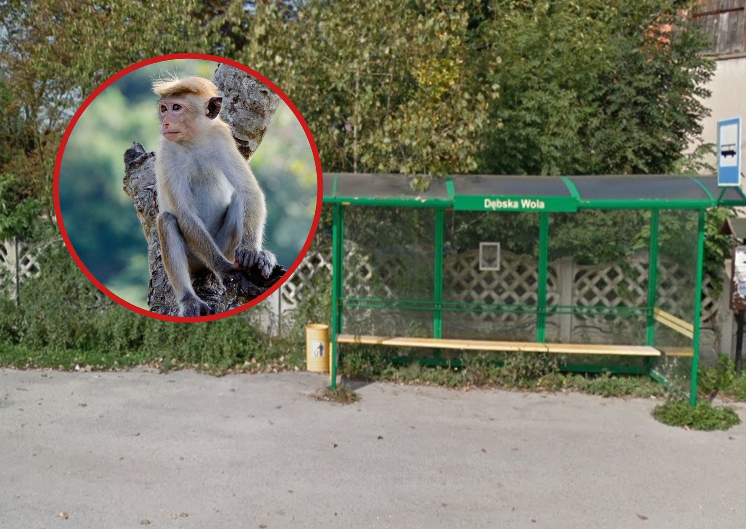 Niecodzienny gość w powiecie kieleckim. W gminie Morawica zamieszkała... małpka