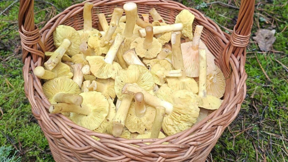 Grzybiarz zebrał pełen koszyk gąsek zielonek.