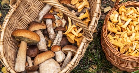 Rosną wyłącznie pod jednym rodzajem drzew. Do suszenia i na sos są lepsze niż prawdziwki