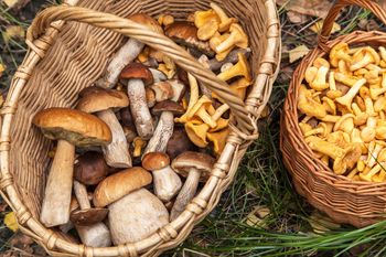 Rosną wyłącznie pod jednym rodzajem drzew. Do suszenia i na sos są lepsze niż prawdziwki