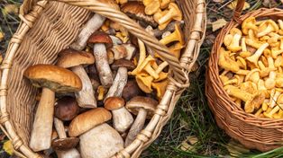 Rosną wyłącznie pod jednym rodzajem drzew. Do suszenia i na sos są lepsze niż prawdziwki