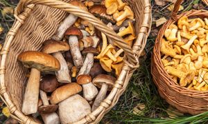 Rosną wyłącznie pod jednym rodzajem drzew. Do suszenia i na sos są lepsze niż prawdziwki