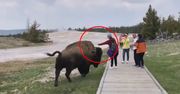 Podeszła do bizona w Yellowstone. Na nagraniu widać, co się stało