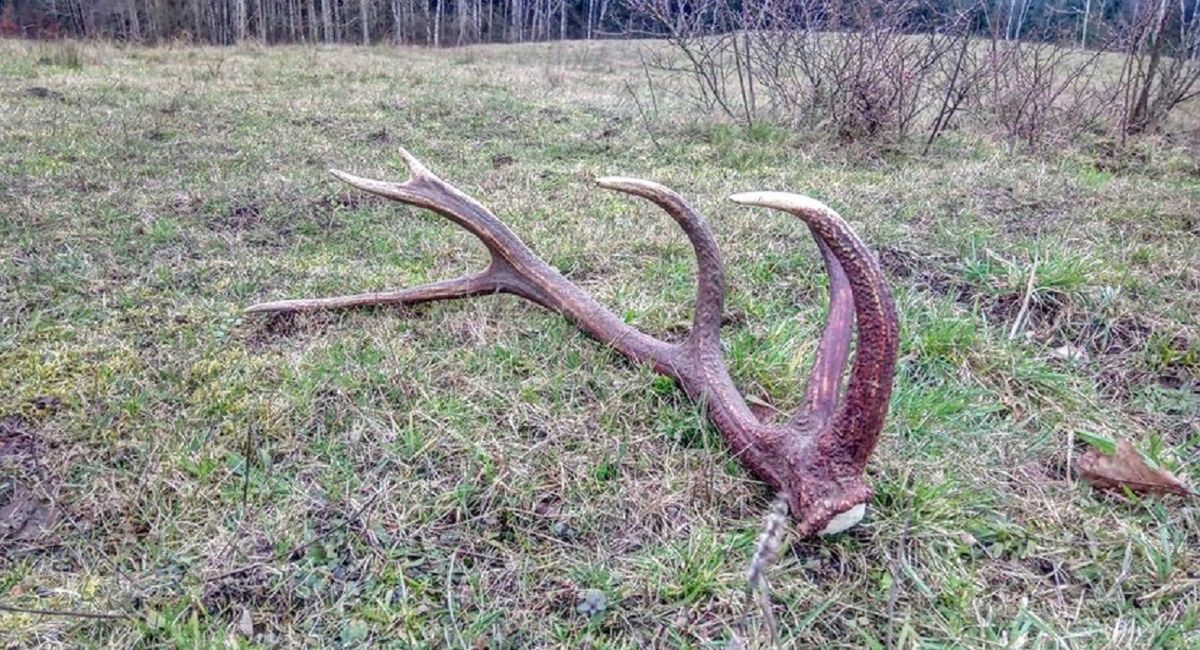 300 zł za kg albo mandat. Rozkręca się sezon, leśnicy ostrzegają