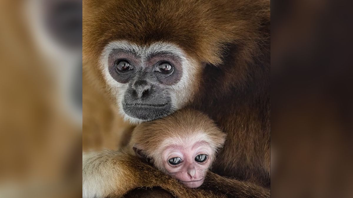 Miłość rośnie wokół nas, czyli przeurocze zdjęcia dzikich zwierząt okazujących sobie czułość 1