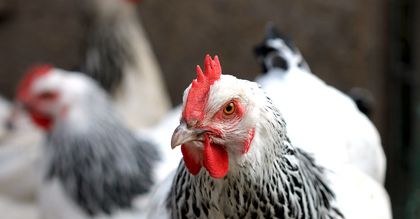 Oferują adopcję kury. Nowa moda podbije serca przyjaciół zwierząt?