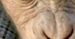 ''Dawn of the Planet of the Apes'': Pierwszy plakat z nowej Planety Małp [foto]