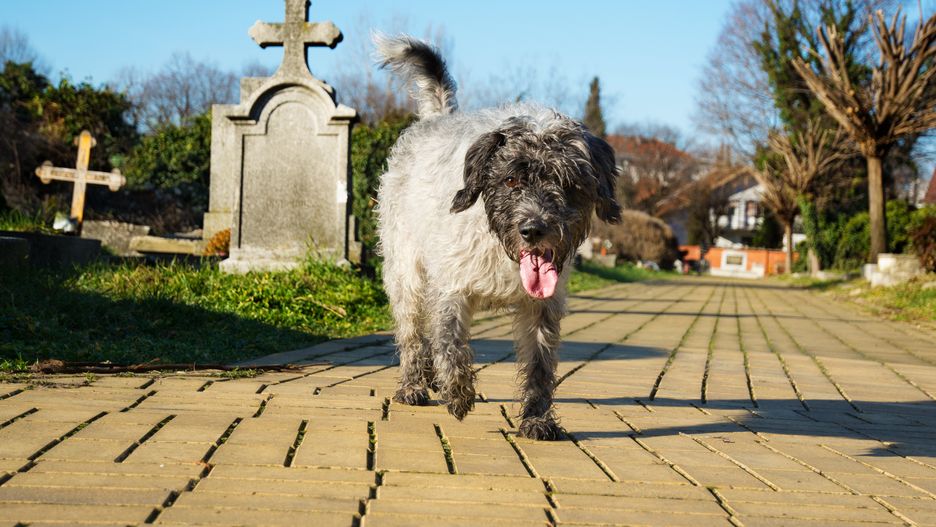 Czy można przyjść na cmentarz z psem?