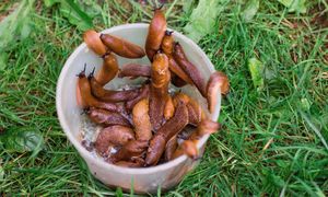 Rozsyp w ogrodzie. Po ślimakach w ogrodzie nie będzie śladu