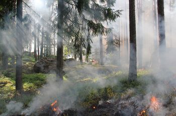 Groźny pożar lasu w Tworogu. Do akcji ruszyły samoloty gaśnicze i siedem jednostek straży pożarnej. Ogień objął 33 ary lasu