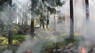 Groźny pożar lasu w Tworogu. Do akcji ruszyły samoloty gaśnicze i siedem jednostek straży pożarnej. Ogień objął 33 ary lasu