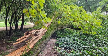 Z kolejnego drzewa w Ogrodzie Saskim oderwał się potężny konar. Na szczęście nikt w tym czasie tamtędy nie przechodził
