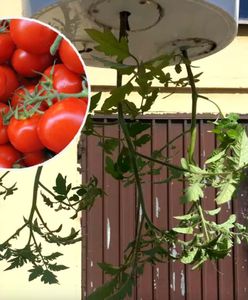 Uprawiaj pomidory "do góry nogami". Potem sobie podziękujesz