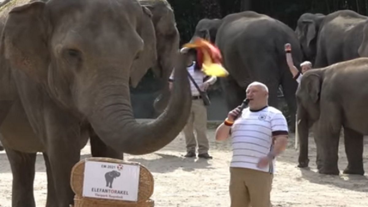 Słonica losująca niemiecką flagę