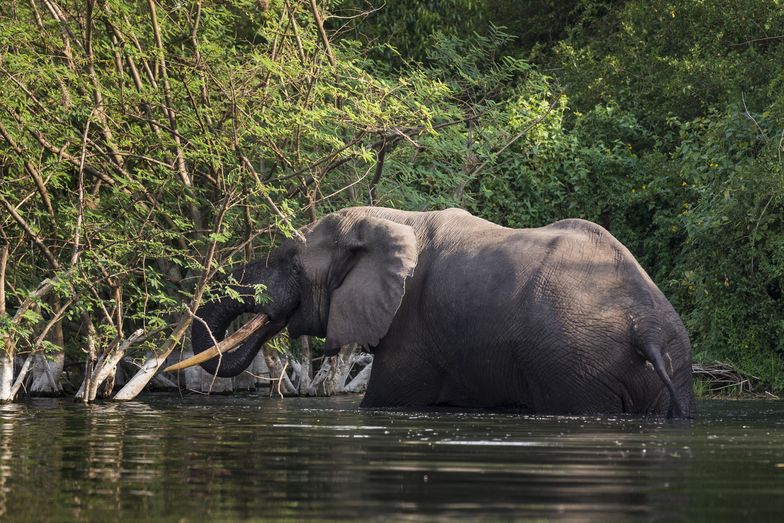 Słonie zabiły dwóch rolników. Dantejskie sceny w parku narodowym