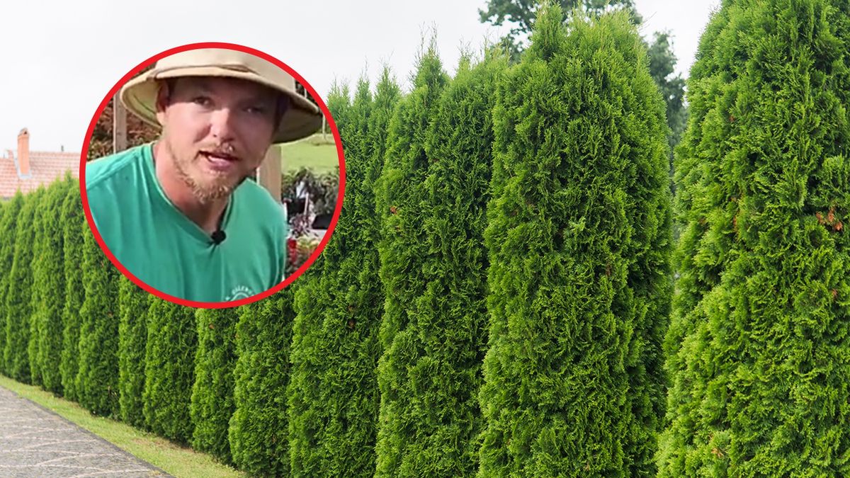 Idealne odmiany drzew do ogrodu