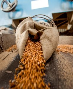 Rolnicy się wkurzyli. Poszło o tanie zboże z Ukrainy. Resort odpowiada