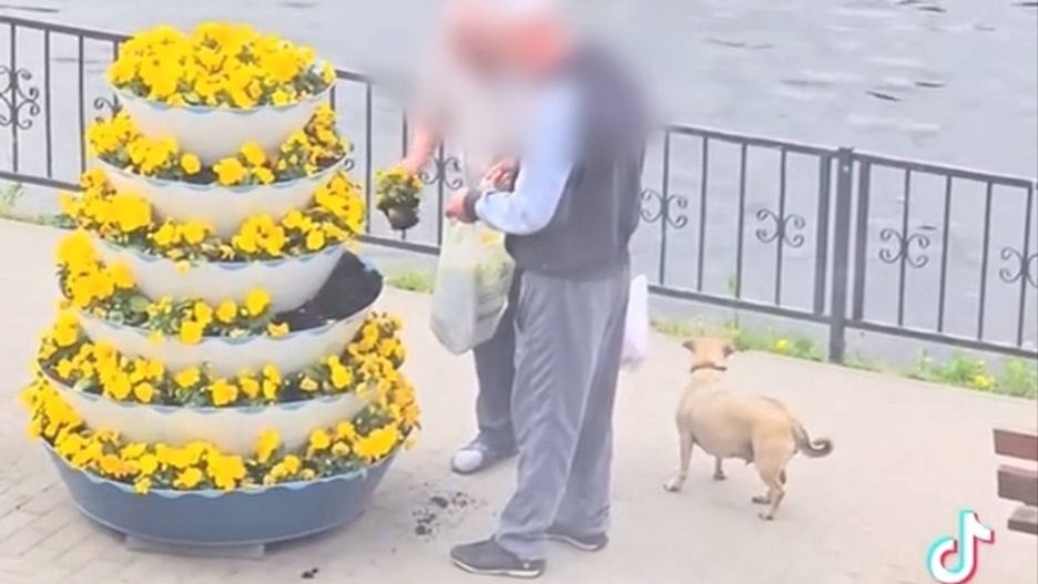 Mężczyźni ukradli bratki w centrum Wyrzyska